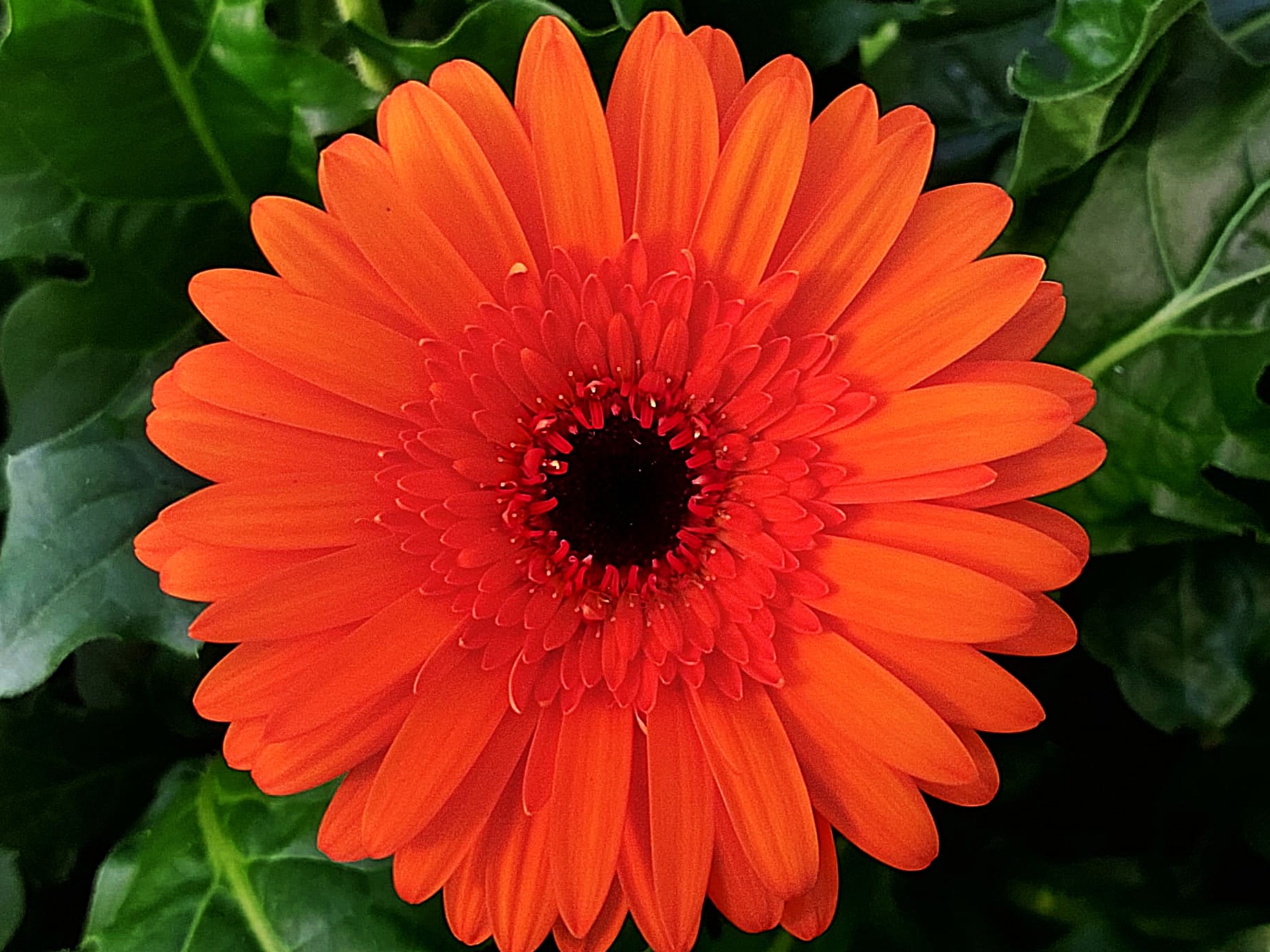 Nemo